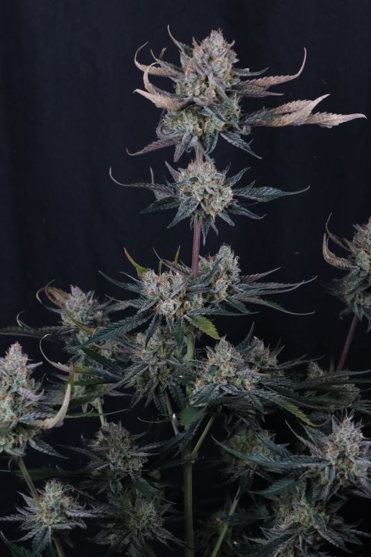 Instagram Guava Runtz Auto