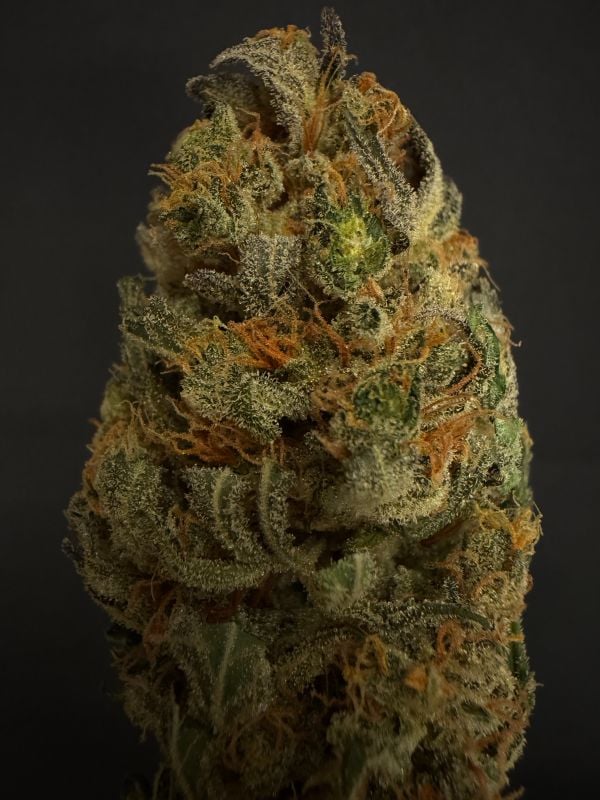 AUTO | Mendo Guava Auto™