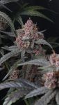 Instagram Mango Cherry Runtz Auto™