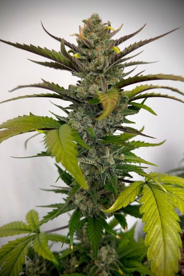 Instagram Guava Auto