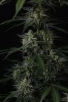 Instagram Banana Guava Auto™
