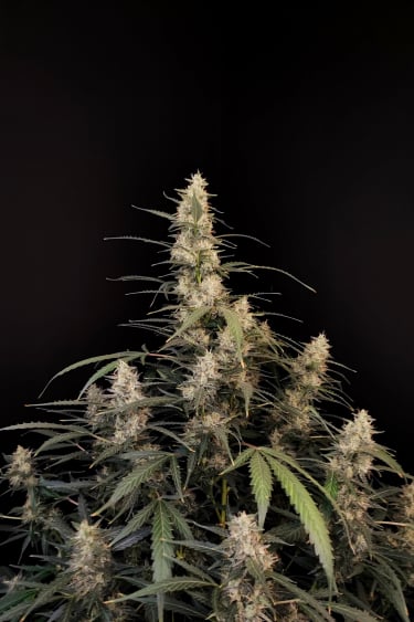 Instagram Amnesia Haze Auto