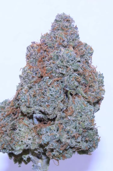 Instagram Cream Cookies Auto