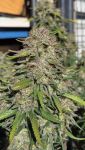 Instagram Papaya Cookies Auto™