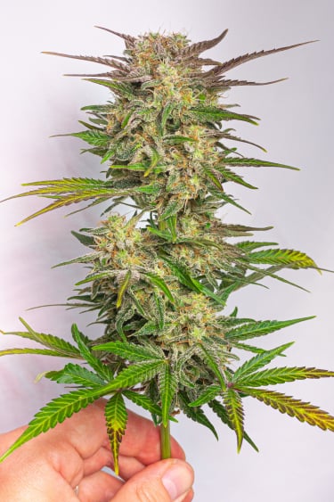 Instagram Six Shooter Auto