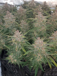 Instagram Gelato Auto