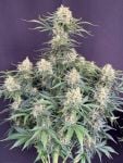 Instagram White Widow Auto