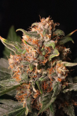 Instagram Lemon Cherry Cookies Auto