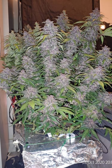 Instagram Purple Lemonade Auto