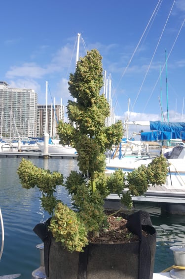 Instagram Girl Scout Cookies Auto