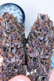 Instagram Purple Lemonade Auto