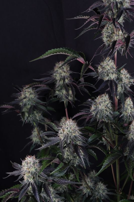 Instagram Sundae Frost Auto