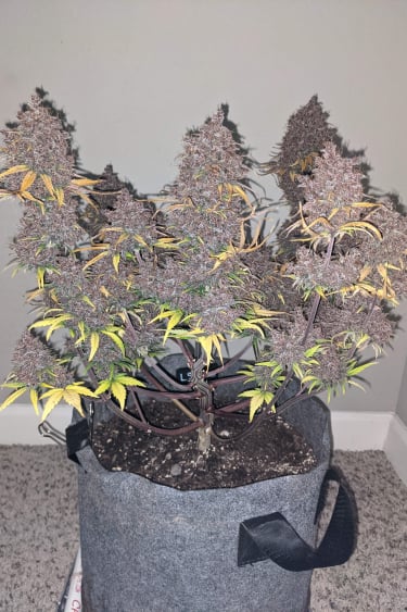 Instagram LSD25 Auto