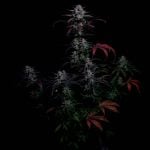 Instagram Banana Guava Auto™