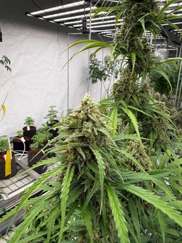 Instagram Jack Herer Auto