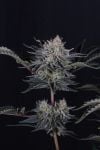 Instagram Mendo Frost Auto™