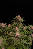 Instagram GG4 Sherbet FF
