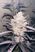 Instagram Gorilla Z Auto