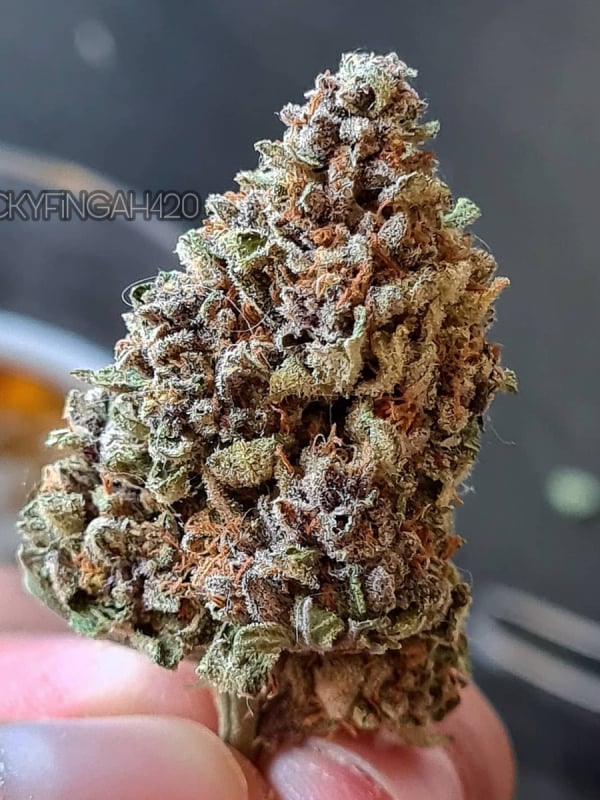 Buy Strawberry Pie Auto Cannabis Seeds Fast Buds