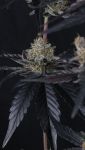 Instagram Guava Runtz Auto™