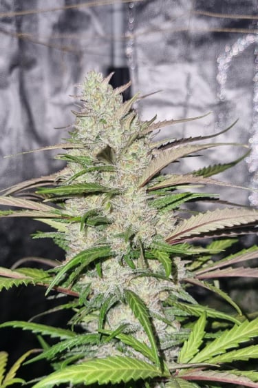 Instagram Forbidden Runtz Auto