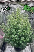 Instagram Big Bud Auto