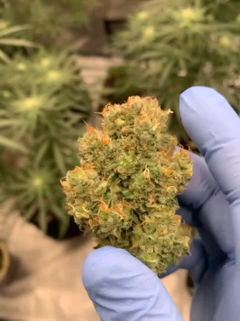 Cherry Cola RF3 Auto @valiotoro DIS 1