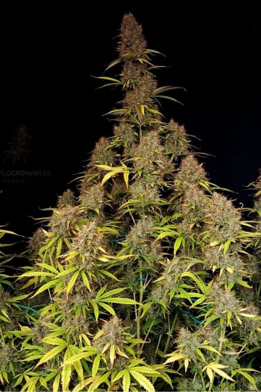 Instagram Amnesia Z Auto