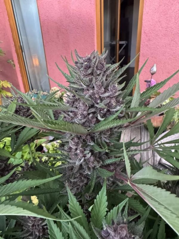 AUTO | Tropicana Cookies Auto