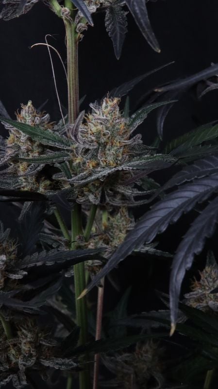 Instagram Guava Runtz Auto