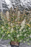 Instagram Strawberry Gorilla Auto