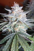 Instagram Cherry Cola Auto