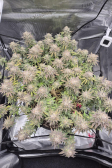 Instagram Gorilla Melon™