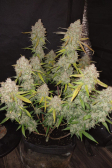 Instagram Gorilla Cookies Auto