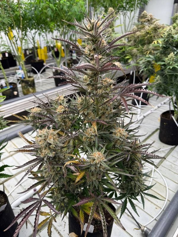 Instagram Blueberry Auto