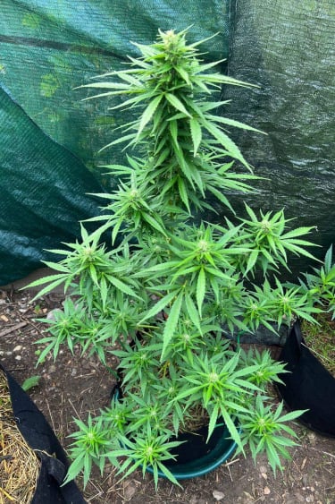 Instagram Moby Dick Auto