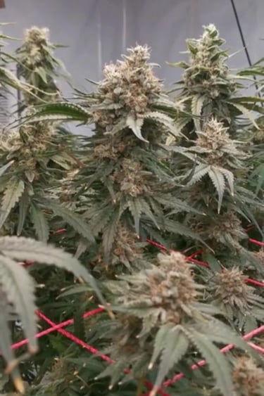 Tropicana Cookies FF