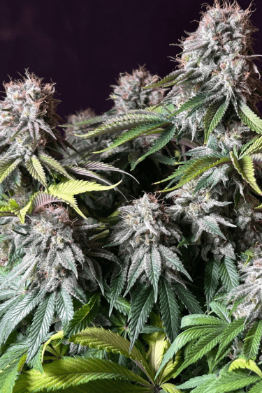 Instagram Orange Sherbet FF