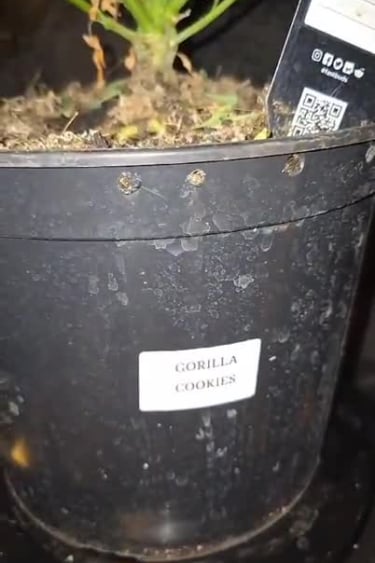 Gorilla Cookies Auto