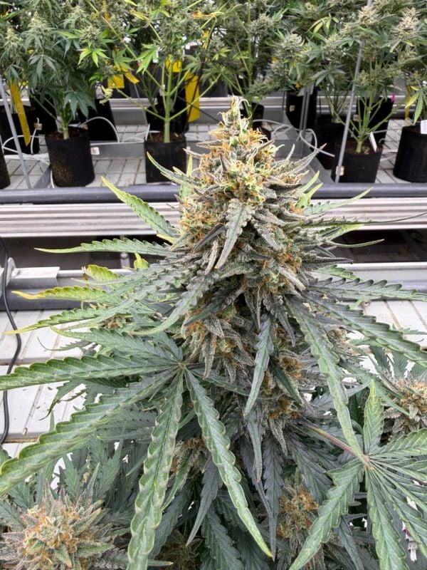 Instagram Big Bud Auto