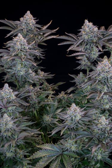 Instagram Gorilla Cookies FF