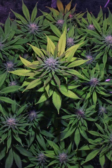 Instagram GG4 Sherbet FF