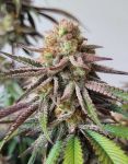 Instagram Guava Sundae Auto™