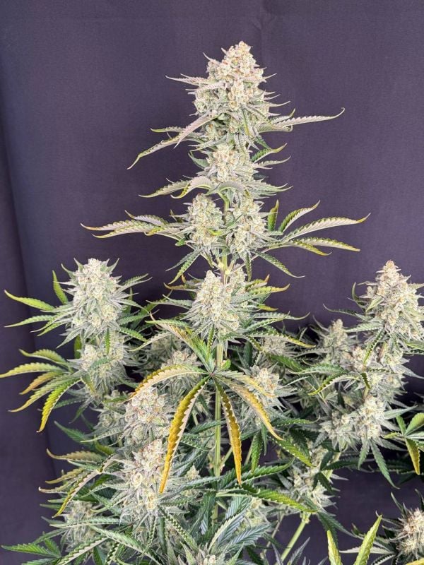 Instagram OG Kush Auto