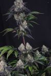 Instagram Sundae Frost Auto™