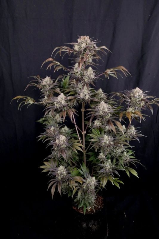 Instagram Strong Strains Trial Pack