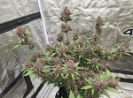 Instagram Banana Purple Punch Auto RF3™