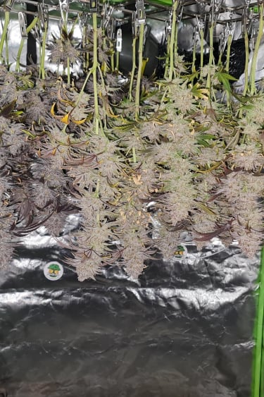 Instagram Wedding Cheesecake FF