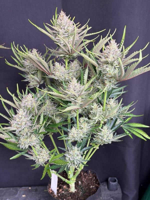 Instagram Trainwreck Auto