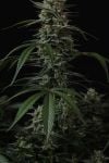 Instagram Banana Cherry Cookies Auto™